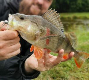 Zielfisch Barsch