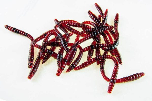 Bloodworm Blutwurm Rotwurm