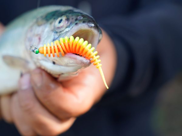 Trout Master Worm 65 UV-Aktiv 6,5cm Forelle a person holding a fish with a worm in its mouth