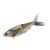 Ghost Trout