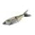 Gizzard Shad