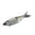 Threadfin